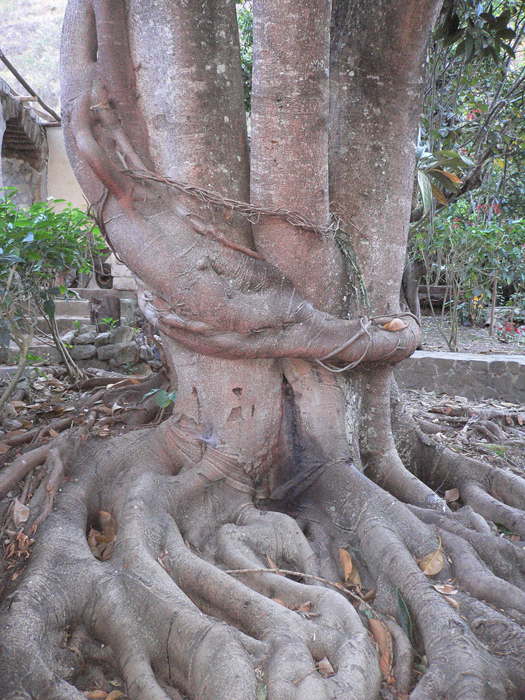 Mouvement regenerateur therapeutique